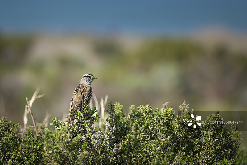 野外的白冠麻雀图片素材