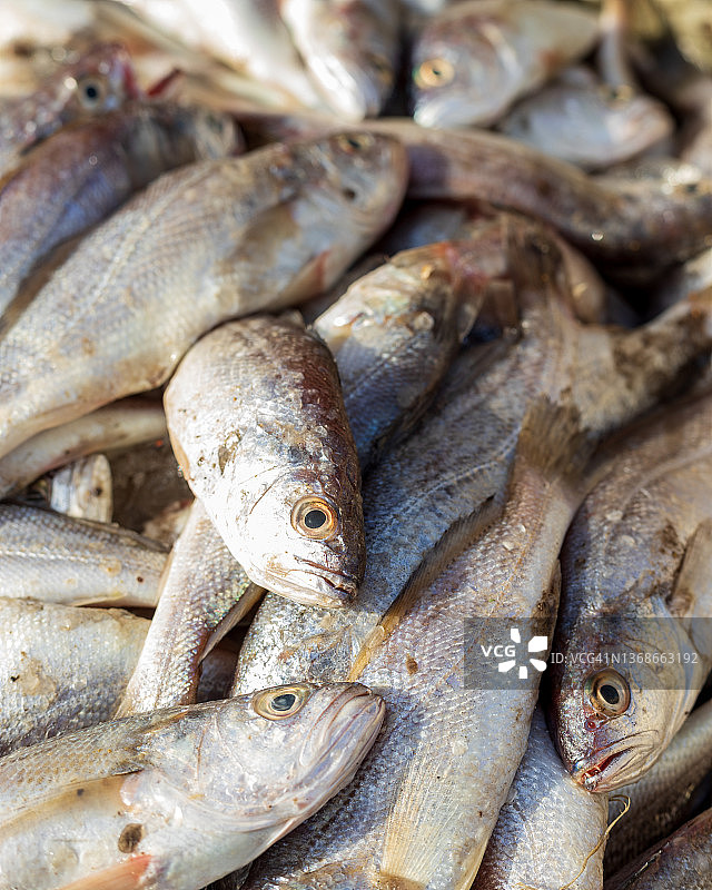 伊卜拉欣·海德里鱼市场，卡拉奇图片素材