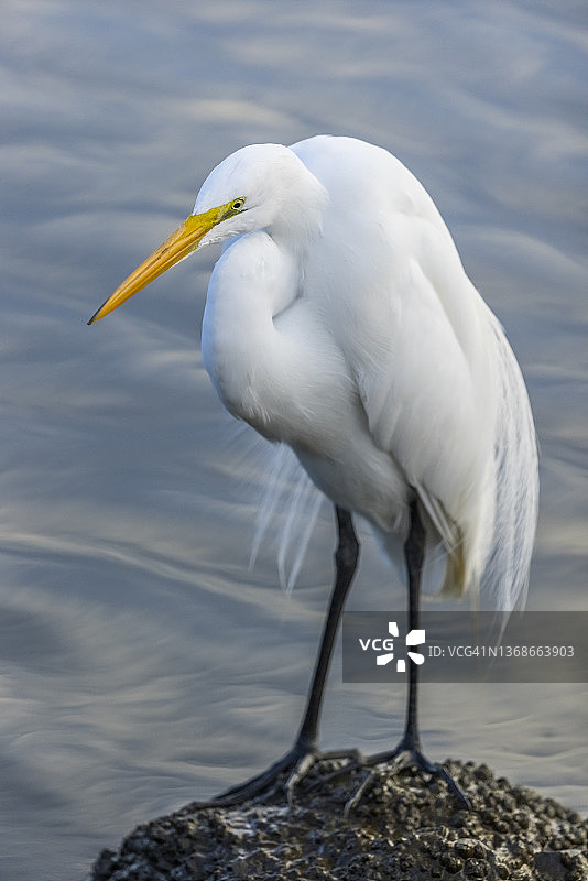 大白鹭图片素材
