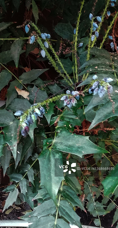 树蕨叶和浆果特写图片素材