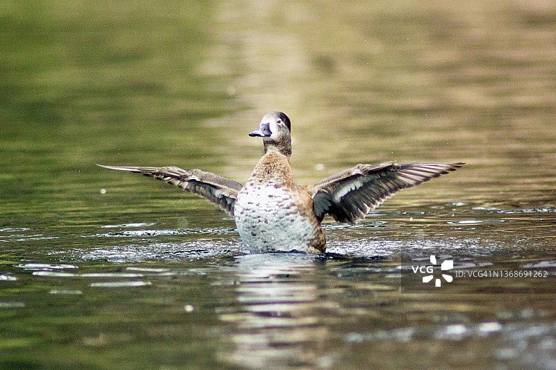 伸展翅膀的丽秋麻鸭图片素材