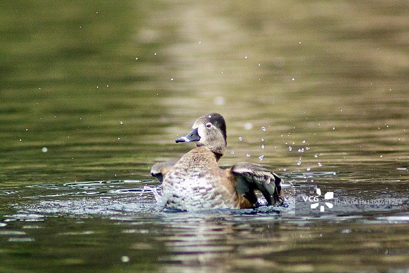 正在沐浴并拍打翅膀的母环颈鸭图片素材