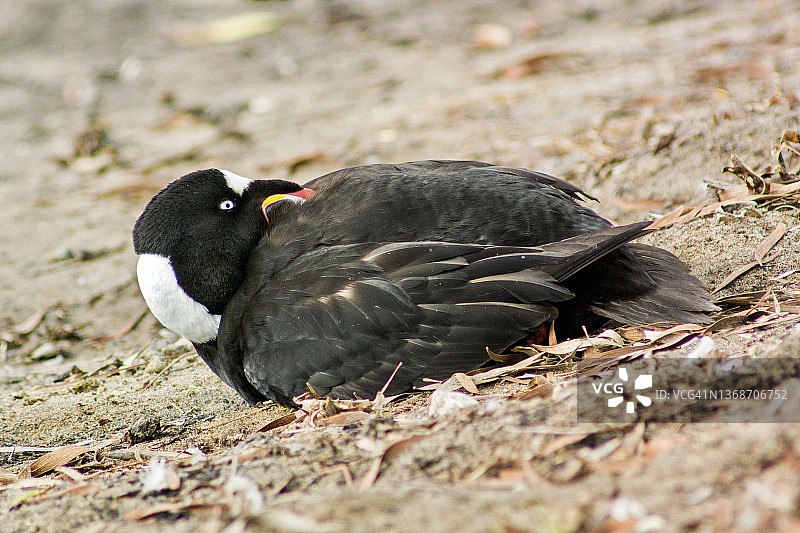 雄性海番鸭躺在陆地上特写图片素材