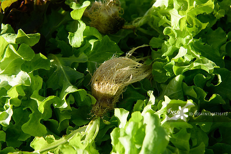 温室中的水培生菜图片素材