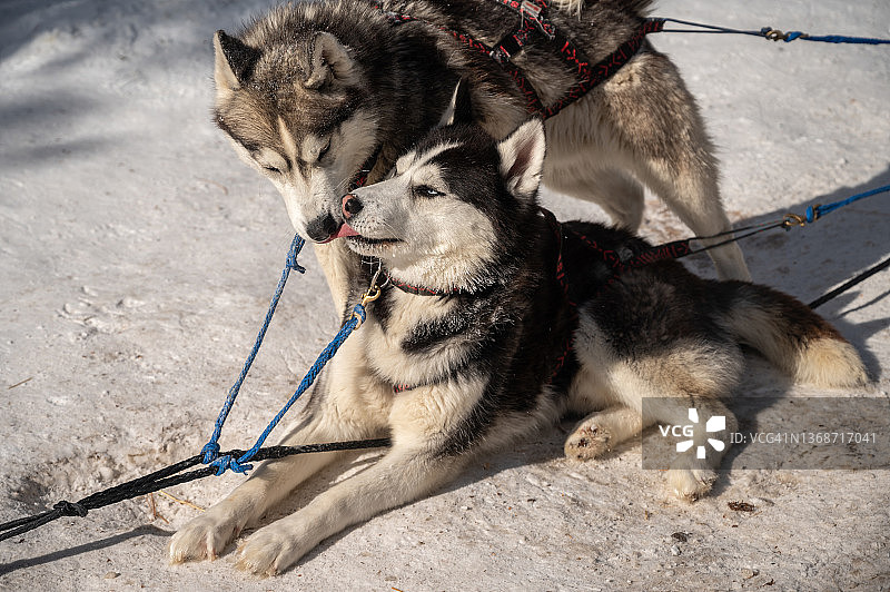 俄罗斯冬季休息的雪橇哈士奇犬图片素材
