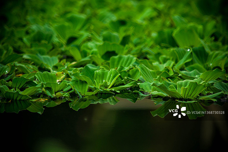 大薸：池塘和水族箱中的观赏植物图片素材