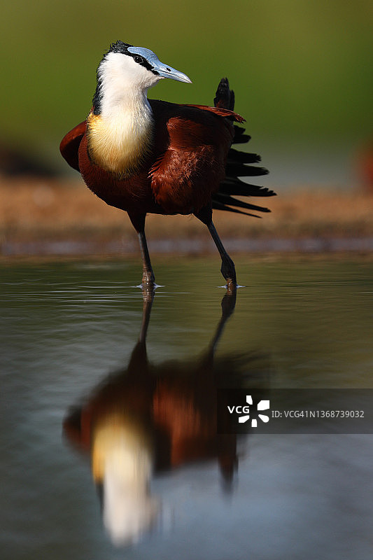 水中的小鹡鸰图片素材