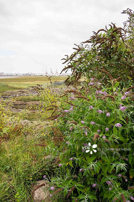 带有埃文茅斯的醉鱼草灌木图片素材