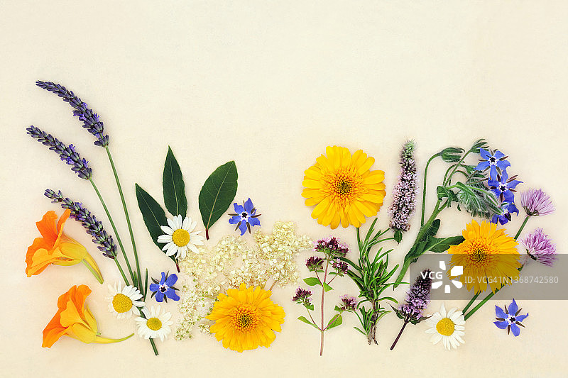 用于自然疗法的草本和花卉合集图片素材