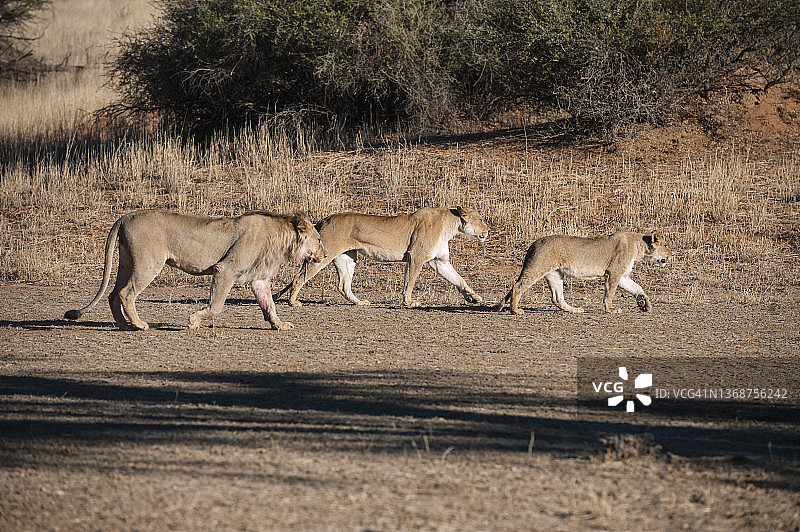 三只卡拉哈里沙漠的狮子在纳索布瓦迪行走图片素材