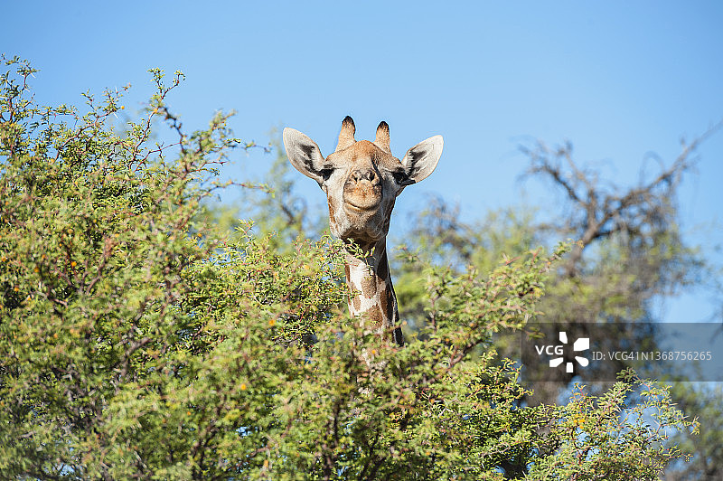 卡拉哈里，从骆驼刺树中向外看的长颈鹿图片素材