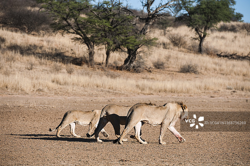 三只卡拉哈里沙漠的狮子在纳索布瓦迪行走图片素材