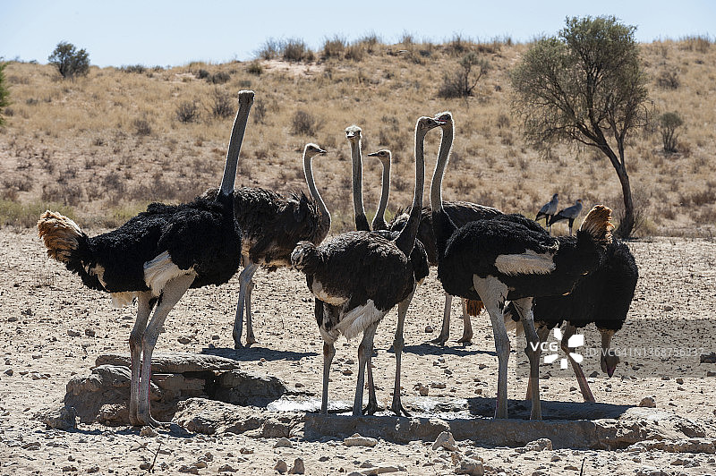 卡拉哈里沙漠的雄性和雌性鸵鸟图片素材