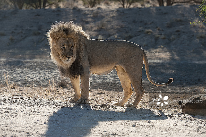 卡拉哈里狮与慵懒的母狮图片素材