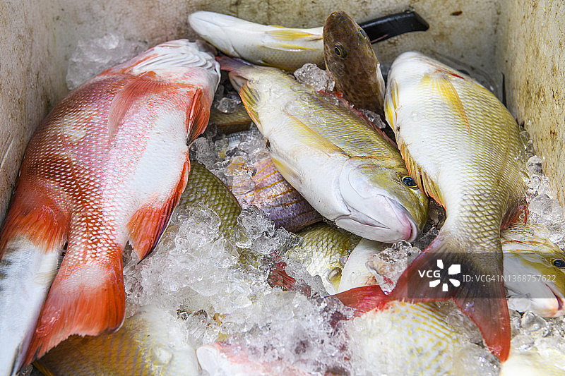 市场上的鱼特写图片素材
