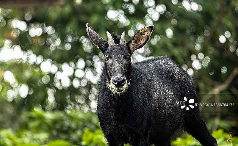 热带森林中的苏门答腊鬣羚图片素材