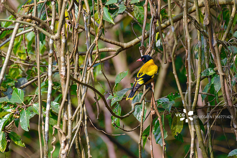 黑头黄鹂图片素材