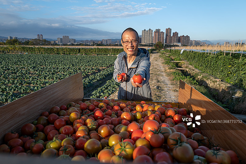 农场工人展示采摘的西红柿图片素材