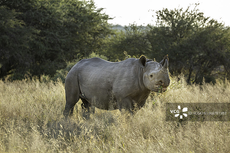 在田野里吃草的黑犀牛图片素材