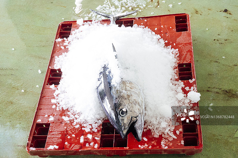 来自西班牙塔里法的鲜金枪鱼头图片素材