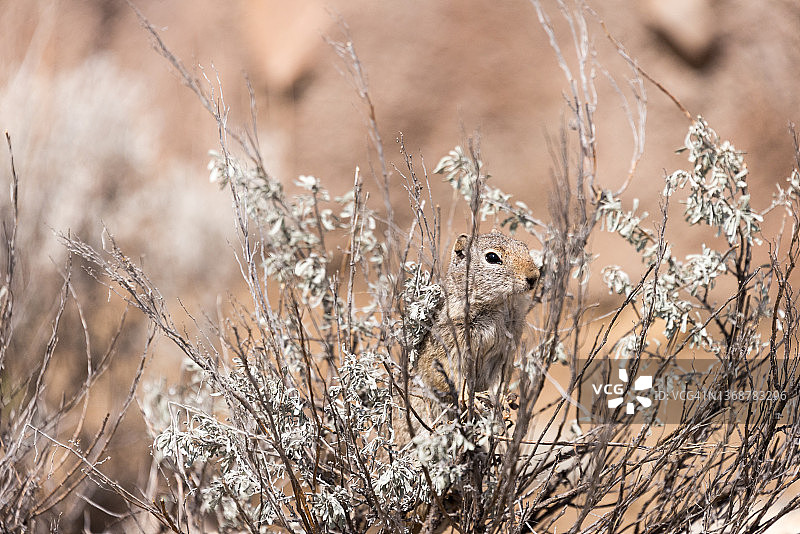 西黄石灰熊与狼发现中心灌木丛后的松鼠图片素材
