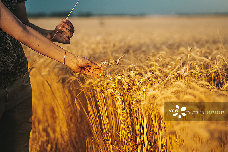 金色麦田中的手图片素材