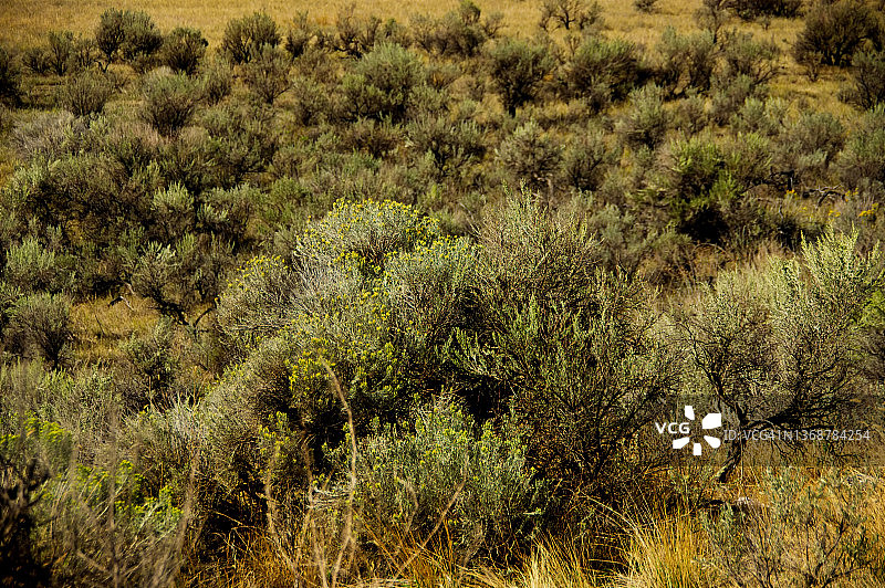 蒿属植物平地图片素材