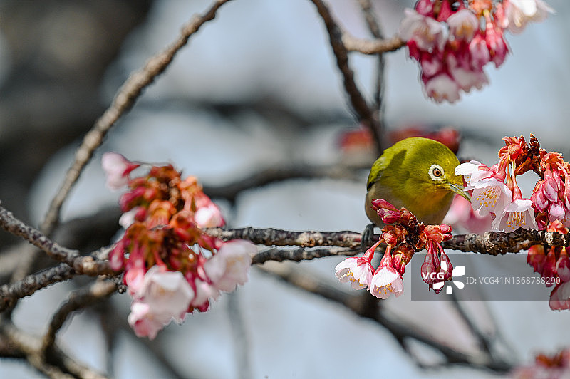 绯寒樱与白眼鸟图片素材