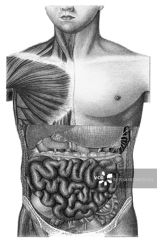 人类肠道、内脏器官的古老雕刻插图图片素材