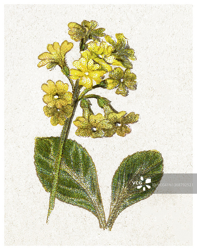 老式彩色石印植物插图：报春花图片素材