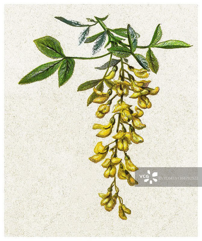 植物学旧式彩色石印插图 - 金链花图片素材