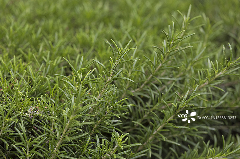 迷迭香图片素材