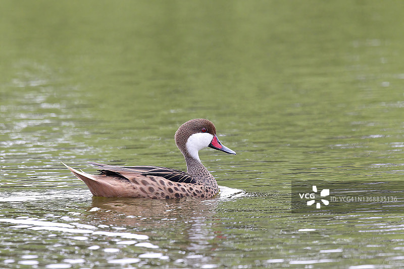 白颊针尾鸭图片素材