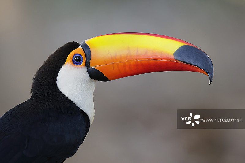 大嘴鸟图片素材