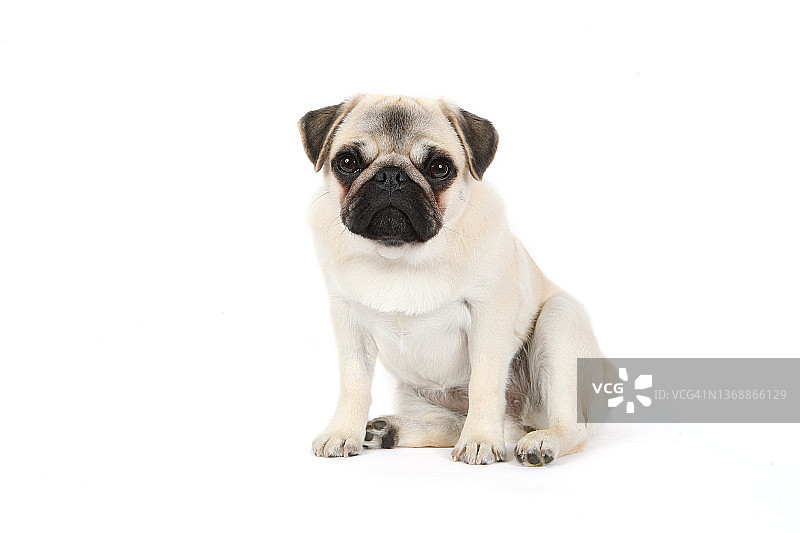 哈巴狗幼犬图片素材