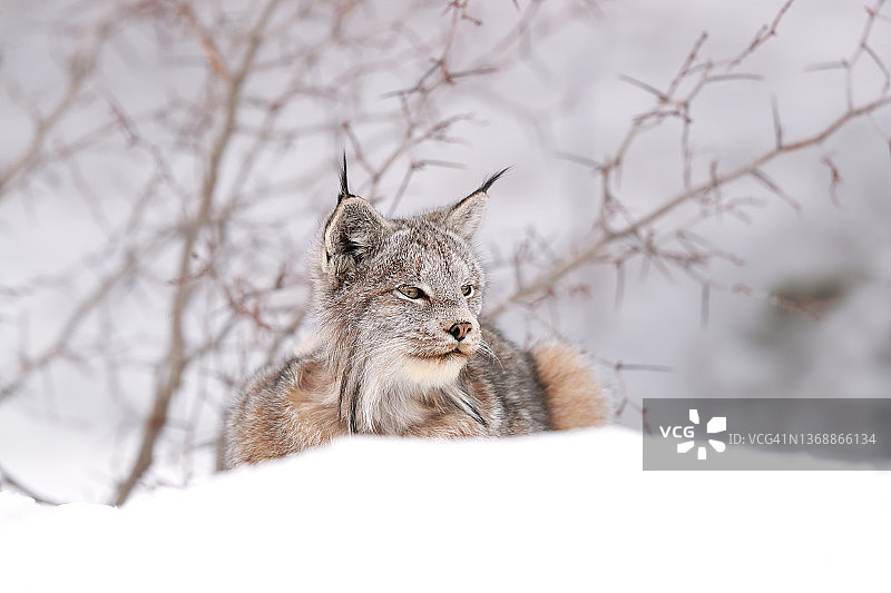 雌性加拿大猞猁图片素材