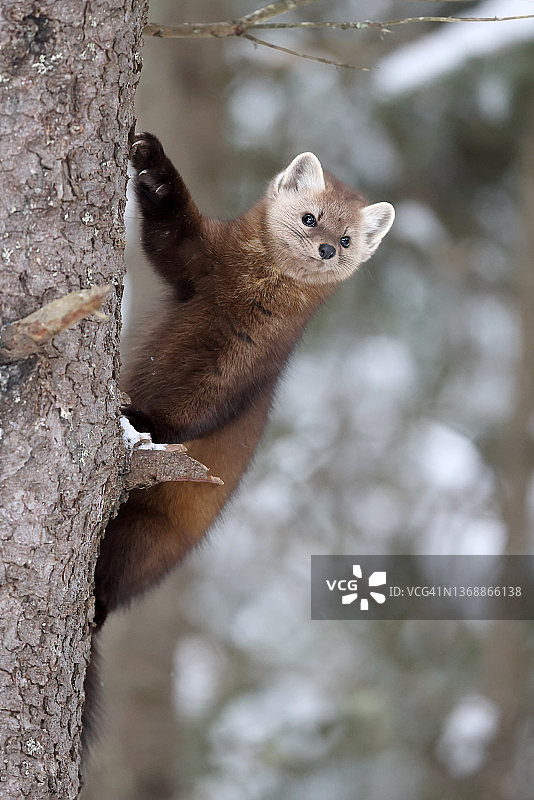 美洲Mart图片素材