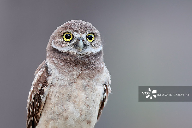 穴鸮幼鸟图片素材