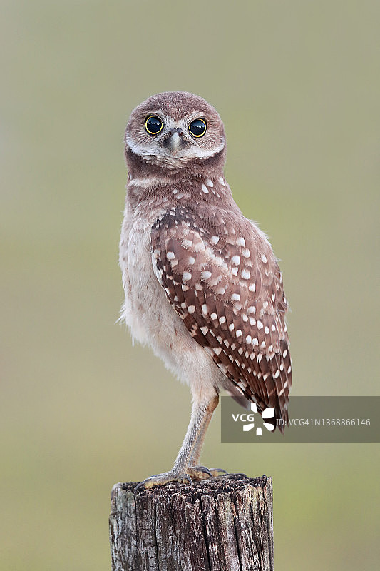 圆睁着眼睛的穴鸮图片素材