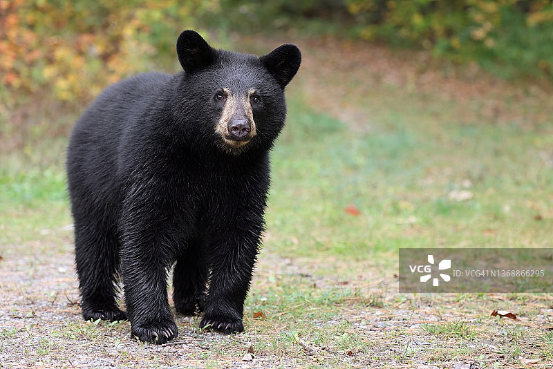 小黑熊图片素材