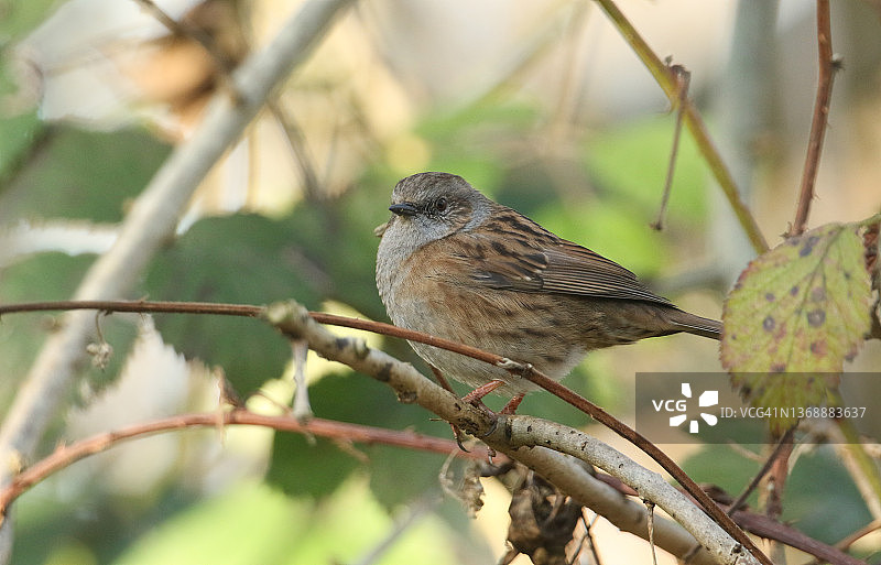 栖息在树枝上的漂亮欧歌鸲图片素材