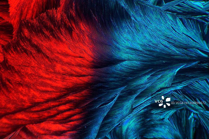 抽象科技水平运动粒子连接背景设计（红蓝光）图片素材