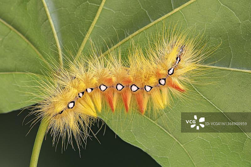 奥地利蒂罗尔的悬铃木蛾毛虫图片素材