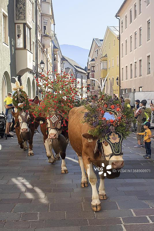 奥地利蒂罗尔州施瓦茨镇的Almabtrieb游行中装饰的牛图片素材
