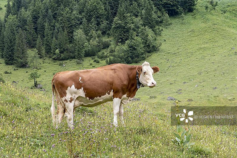 奥地利蒂罗尔恩格阿尔姆的蒂罗尔辛门塔尔草原奶牛图片素材
