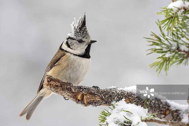 奥地利凤头山雀冬季栖息在松树枯枝上。图片素材