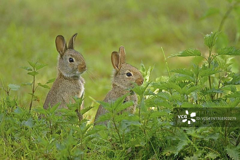 欧洲野兔图片素材