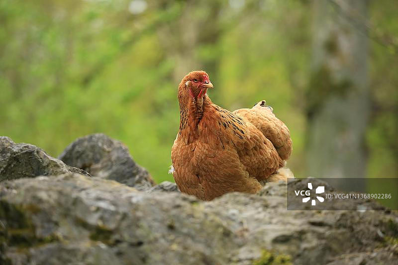 婆罗门鸡，德国黑森州霍夫盖斯玛图片素材