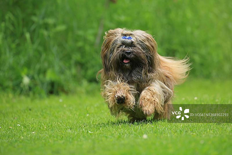 狗，拉萨犬，奔跑，德国北莱茵-威斯特法伦州图片素材