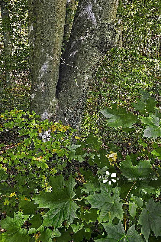 德国巴伐利亚山毛榉树图片素材